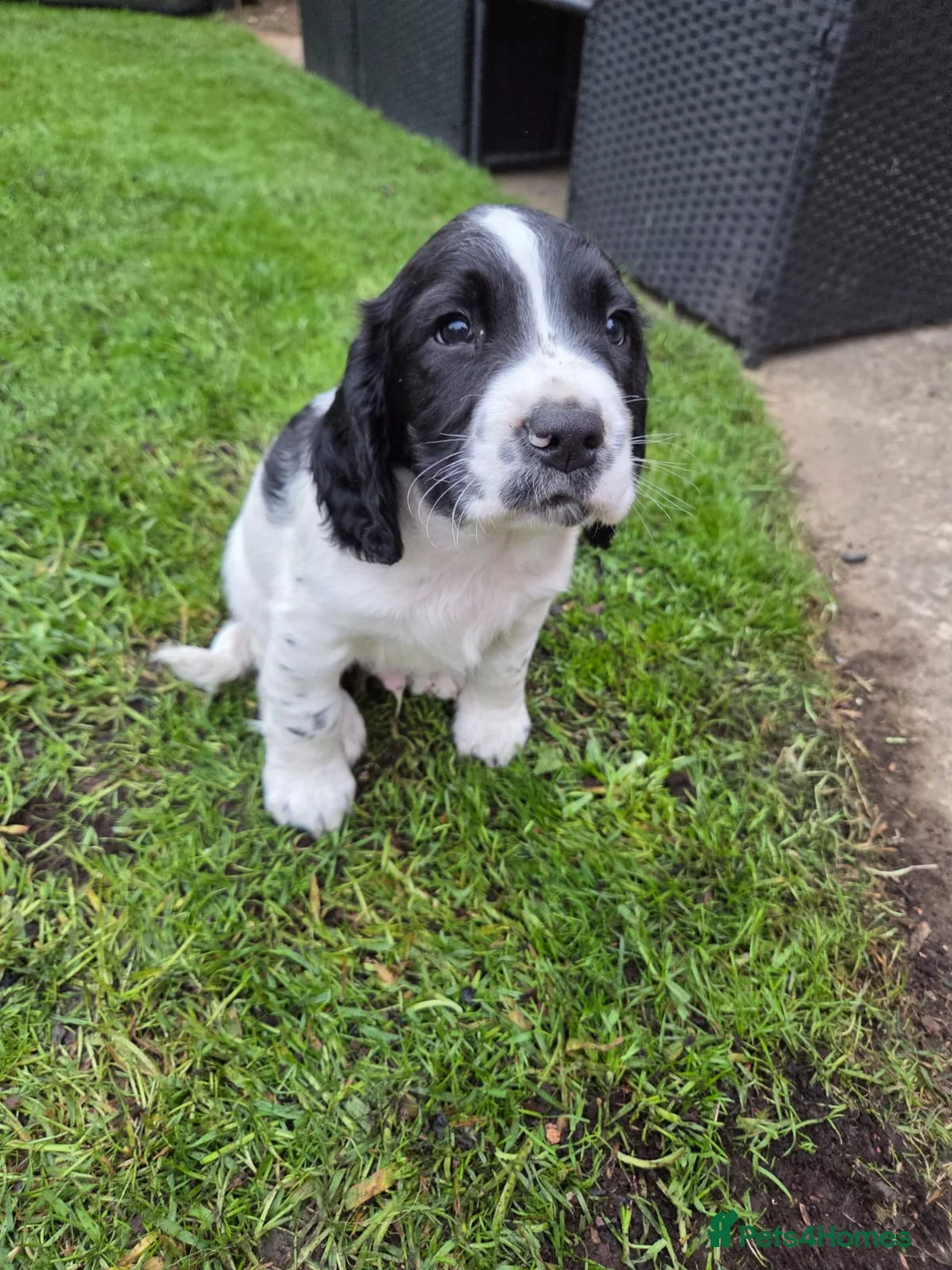 English Springer Spaniel dogs for sale: English springiel spaniel pupies.  in Yeovil - Advert 10