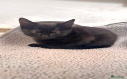 Mixed Breed cats for sale: 3 mixed female and 1 male  - Image 13