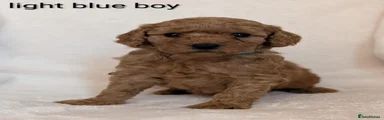 Cavapoo Puppy 9
