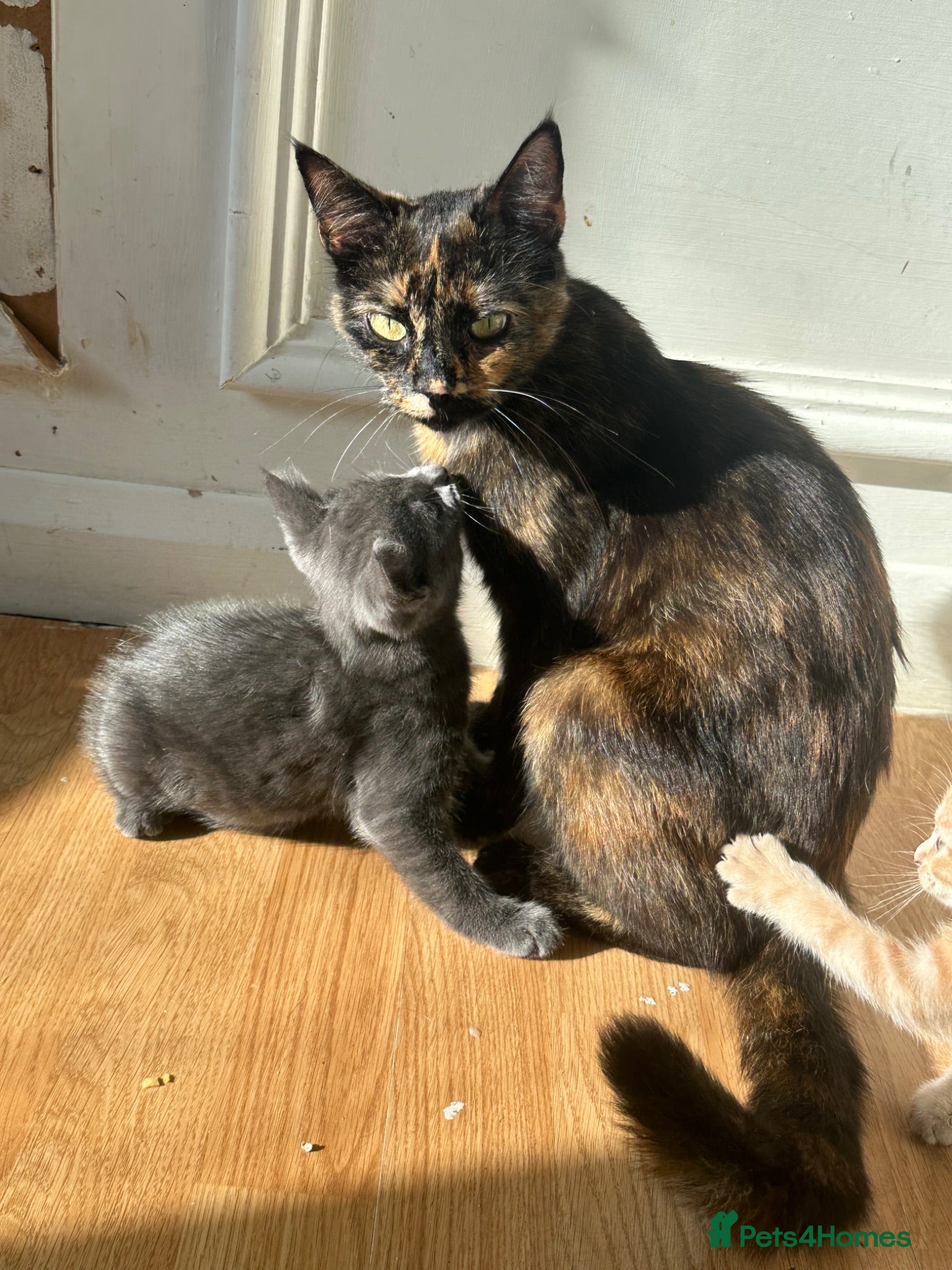 Mixed Breed cats Kittens for sale  - Advert 1