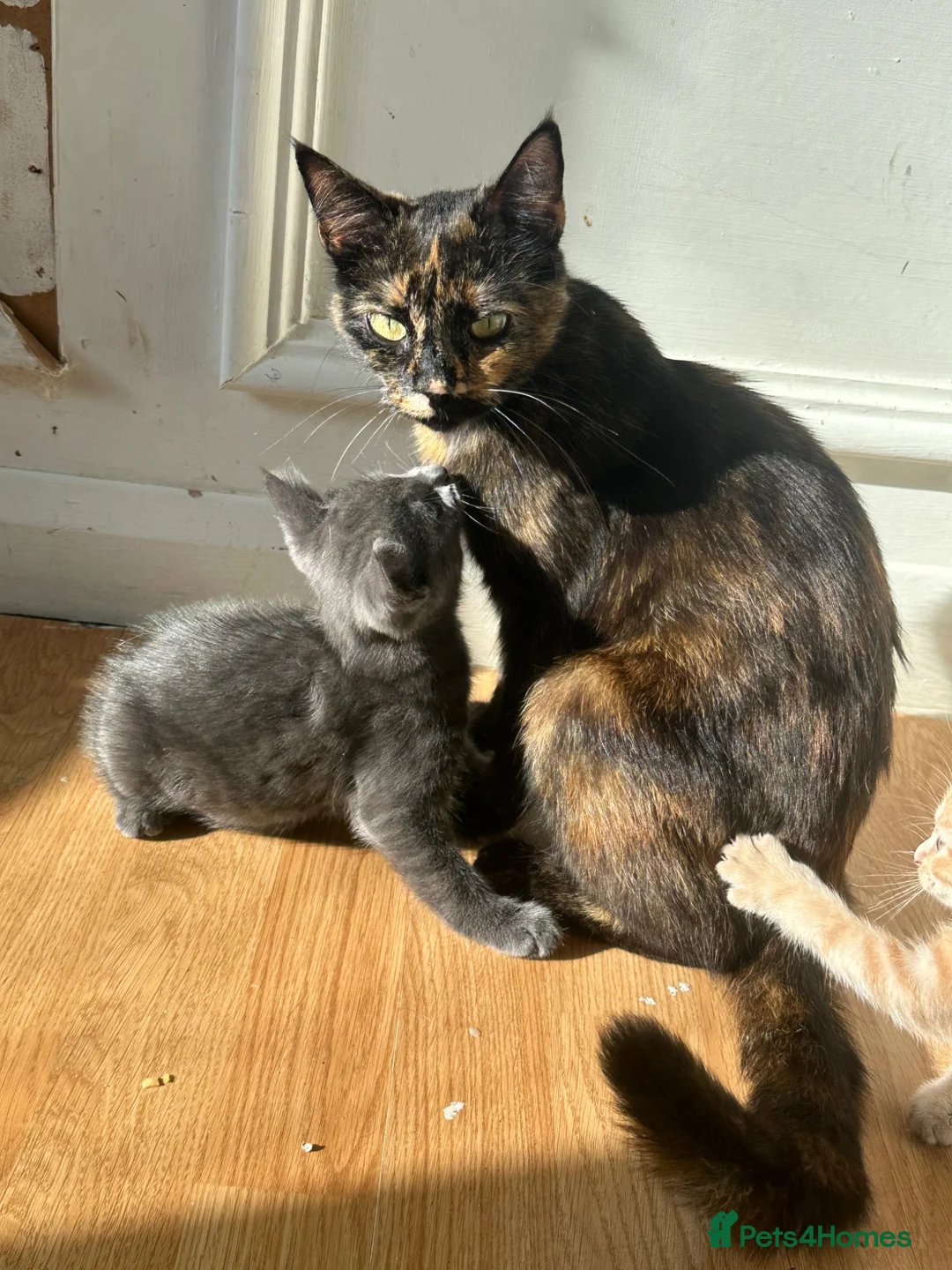 Mixed Breed cats for sale: Kittens for sale  - Advert 1