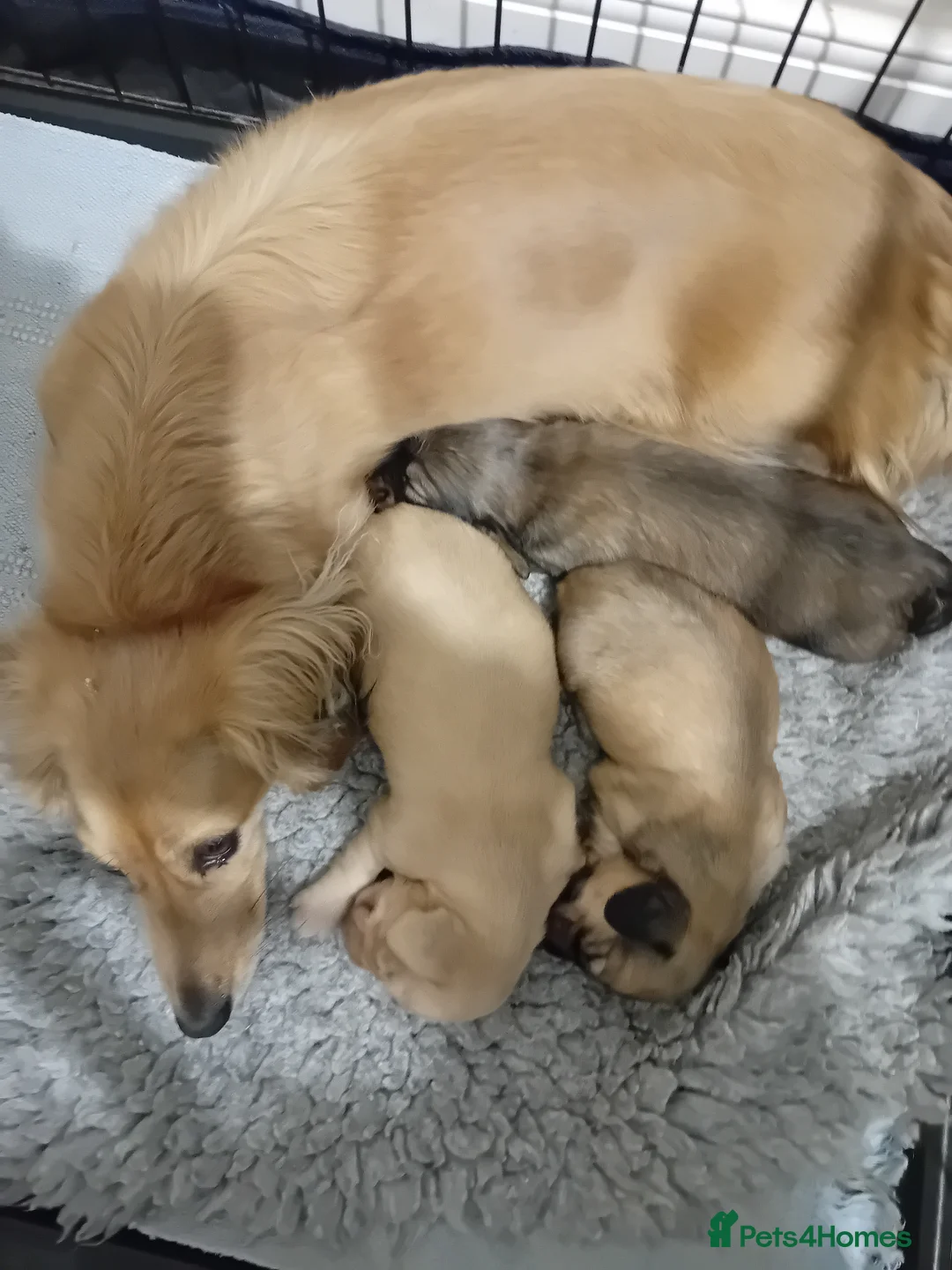 Miniature Dachshund dogs for sale: Miniature Longhaired Puppies - Advert 1