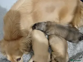 Miniature Dachshund dogs Miniature Longhaired Puppies - Advert 2