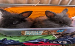 Lionhead rabbits for sale: 4x lionhead bunnies 8 week old 1x girl and 3x boys - Image 1