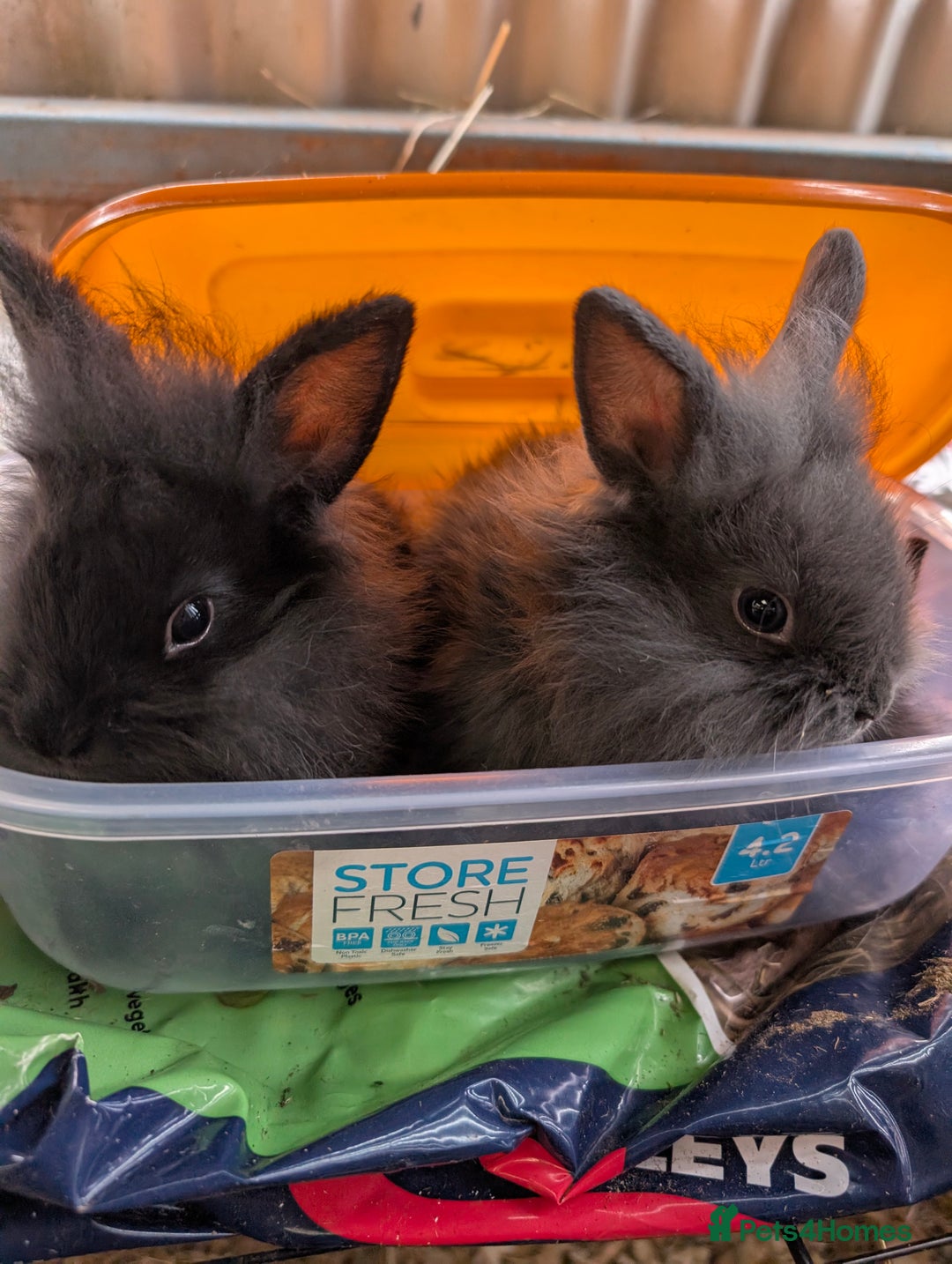 Lionhead rabbits for sale: 4x lionhead bunnies 8 week old 1x girl and 3x boys - Image 1