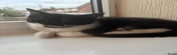 Mixed Breed cats for sale: Black and White Fluffy Male Kitten - Advert 11