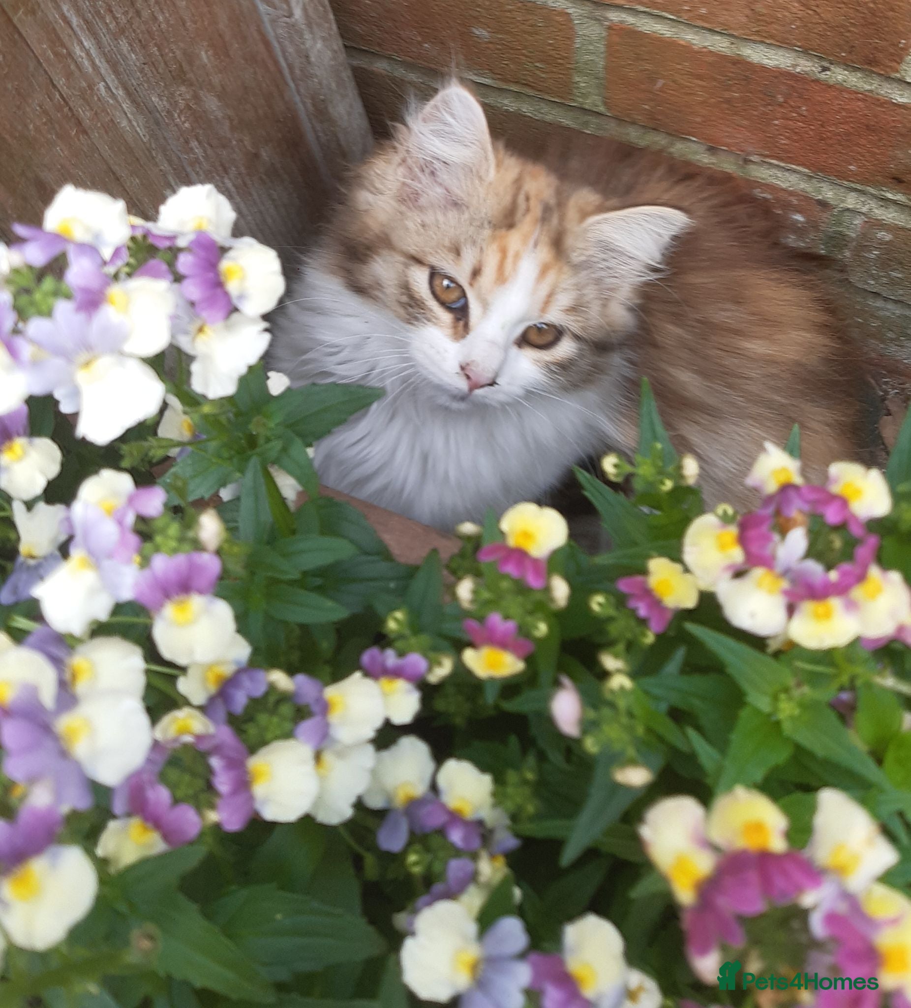 Siberian cats Gorgeous Siberian Girl - Advert 1