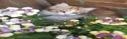 Siberian cats for sale: Gorgeous Siberian Girl - Advert 1