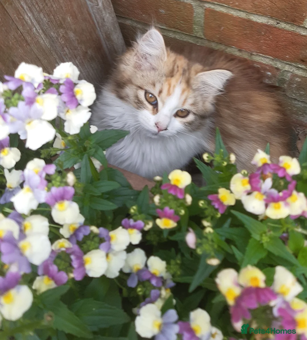 Siberian cats for sale: Gorgeous Siberian Girl - Advert 1