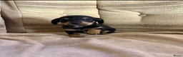 Jackshund dogs for sale: 4 jackrussel x dachshund puppy’s  in King's Lynn - Advert 4