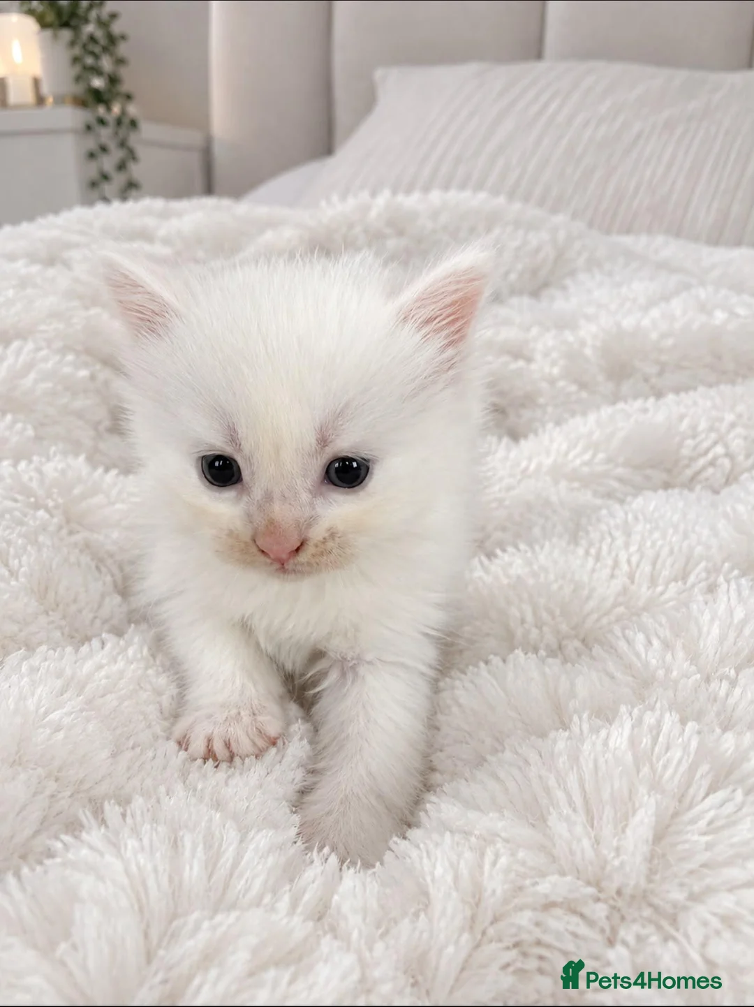 Mixed Breed cats for sale: Adorable fluffy kittens looking for loving family - Advert 30