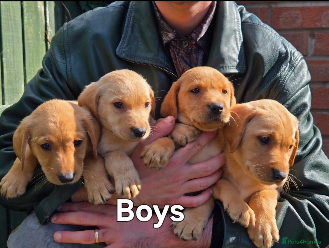 Labrador Retriever dogs for sale: KC reg Lab Retriever puppies ready 4th Oct - Image 2