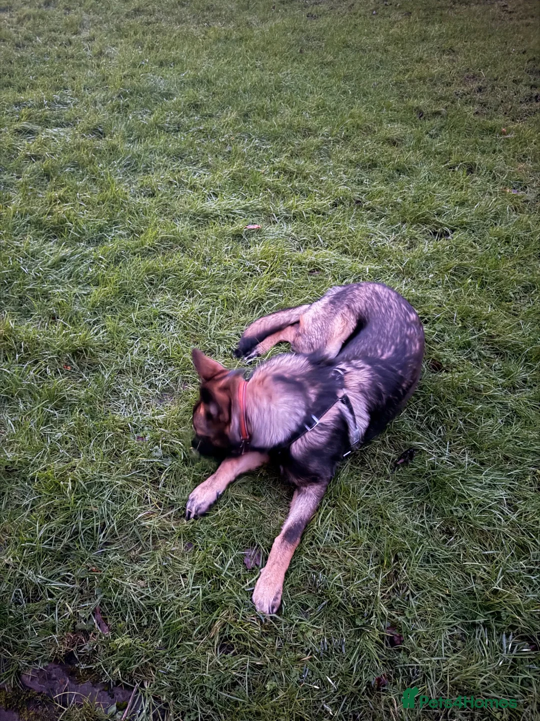 German Shepherd dogs for sale: 1 year old German Shepherd male - Advert 8