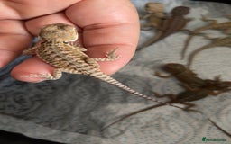 Bearded Dragon reptiles for sale: Baby bearded dragons hypo, trans, leatherback  - Image 5