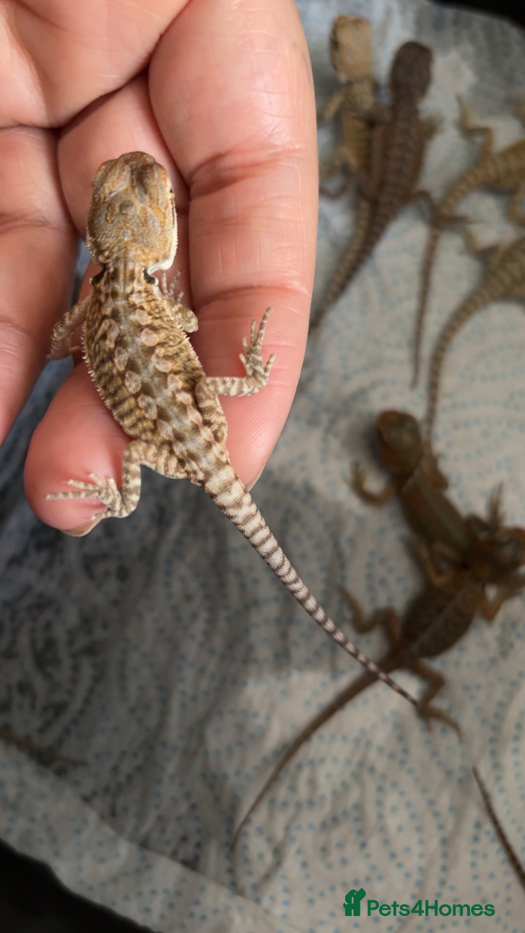 Bearded Dragon reptiles for sale: Baby bearded dragons hypo, trans, leatherback  - Image 5