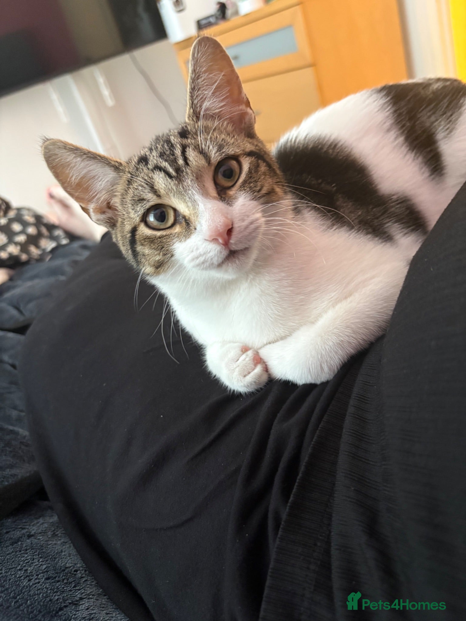Mixed Breed cats Sushi - female (7 months) - Advert 2