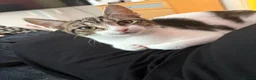 Mixed Breed cats for sale: Sushi - female (7 months) - Advert 1