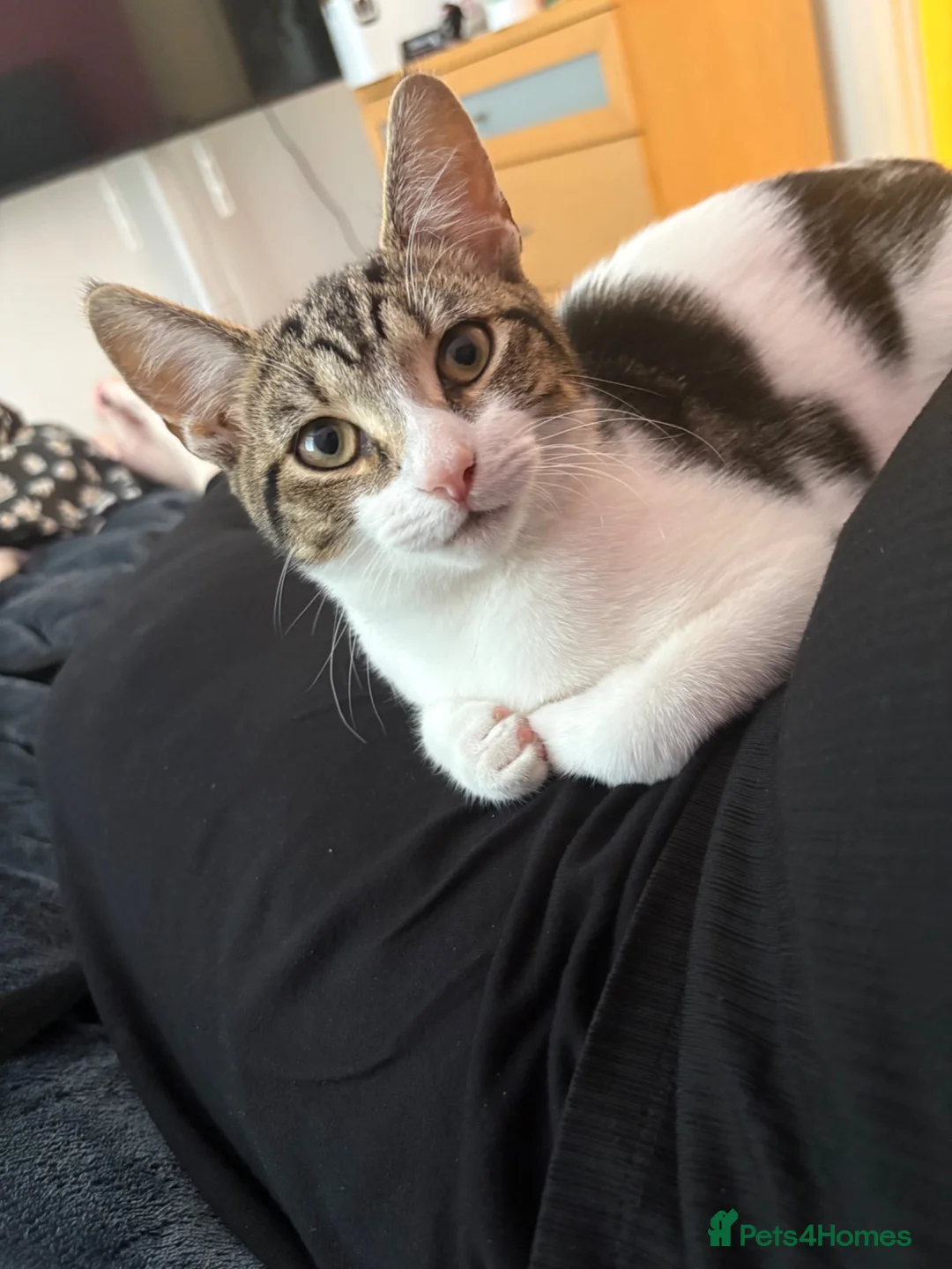 Mixed Breed cats for sale: Sushi - female (7 months) - Advert 1