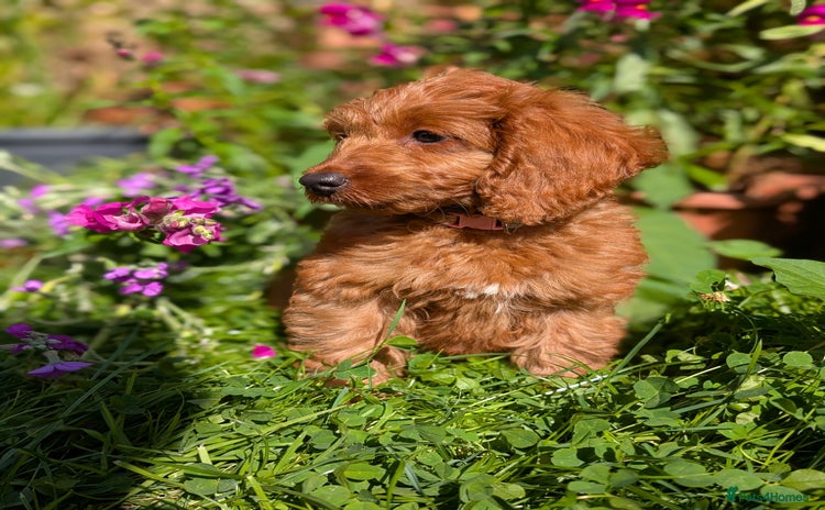 Cockapoo dogs in Droitwich - Advert 11