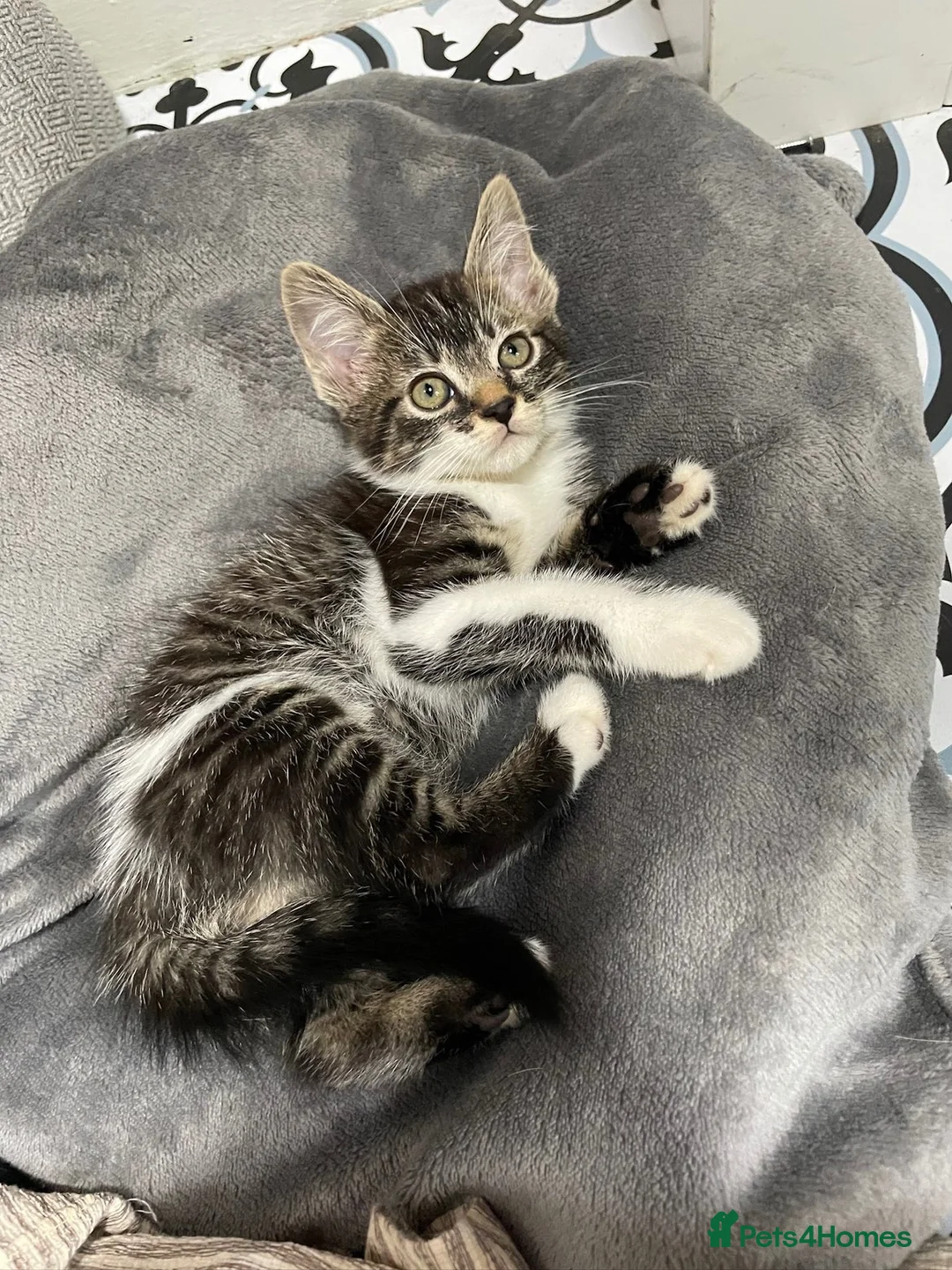 Mixed Breed cats for sale: 5 healthy and playful kittens  - Advert 2