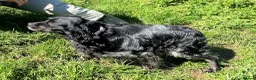 Brittany Spaniel dogs for adoption: Beautiful Older Brittany Laika in Camberley - Advert 4