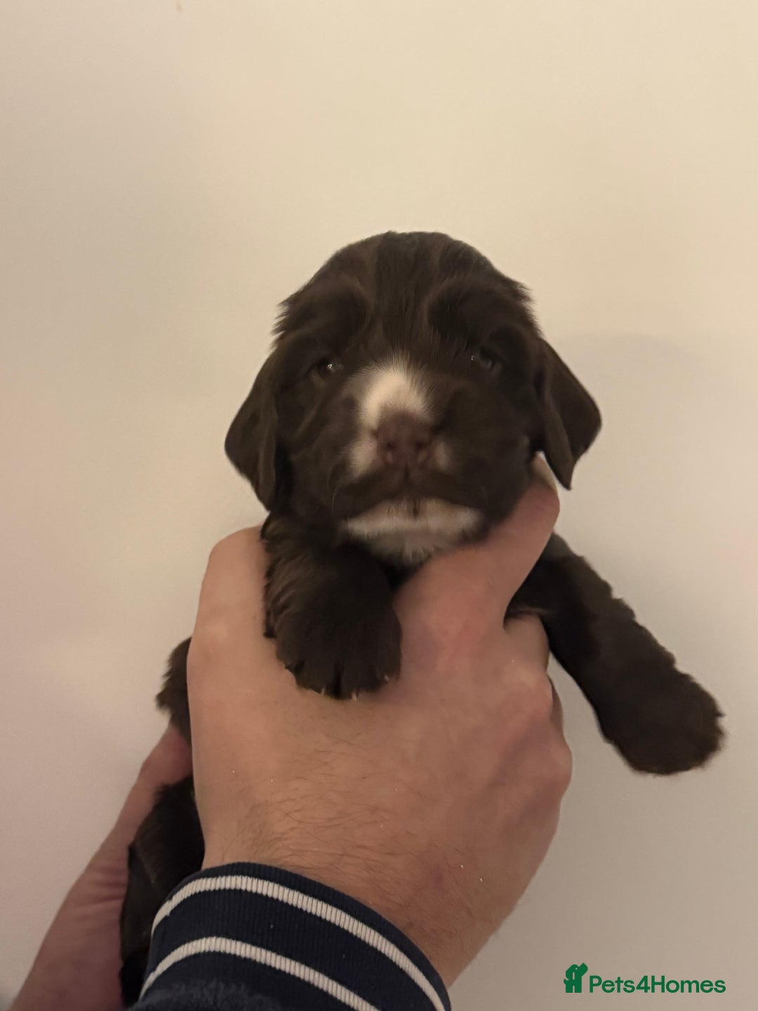 Cocker Spaniel dogs for sale: Exceptional Cocker Spaniel Puppies  - Advert 7
