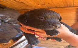 Mixed Breed dogs for sale: Rottie cross lab  - Image 14