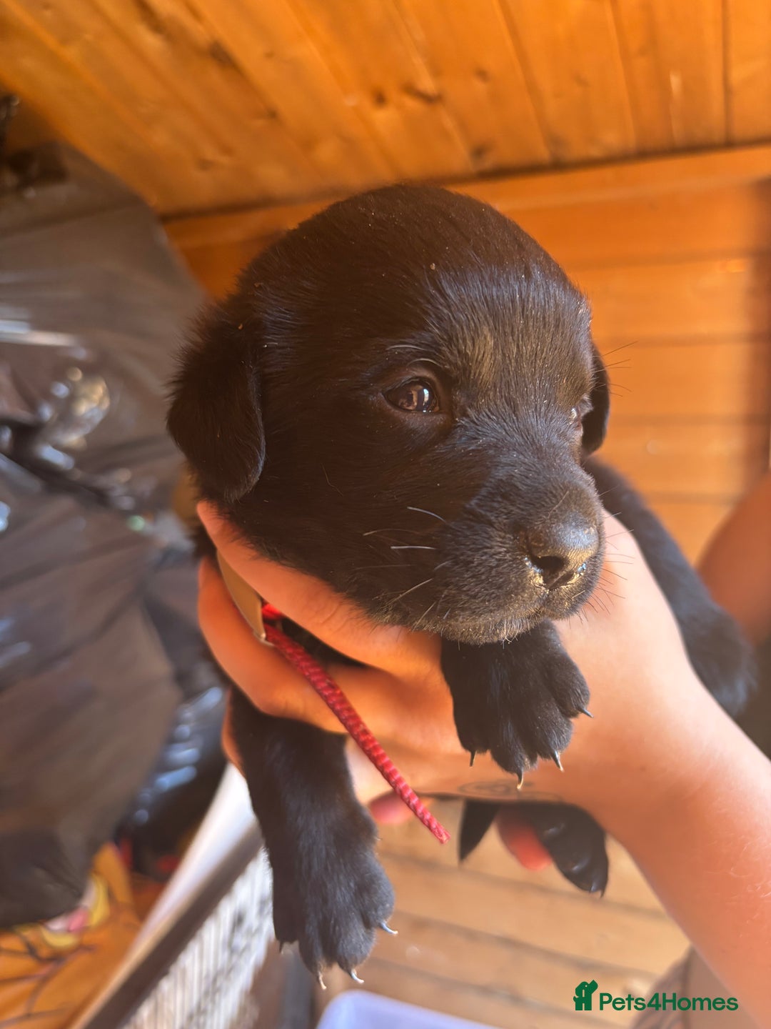 Mixed Breed dogs for sale: Rottie cross lab  - Image 14