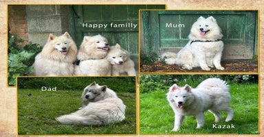 Samoyed dogs - Advert 8