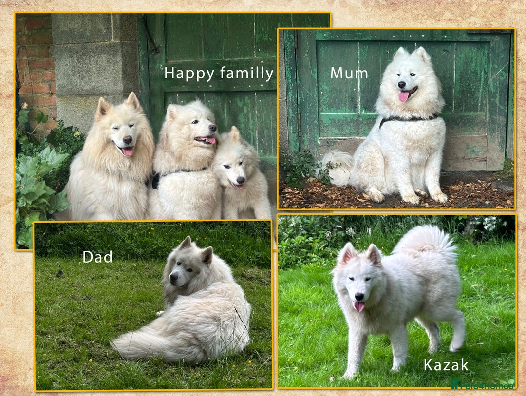 Samoyed dogs for sale: Extraordinary KC Reg, Champ Bloodline Samoyed - Image 3