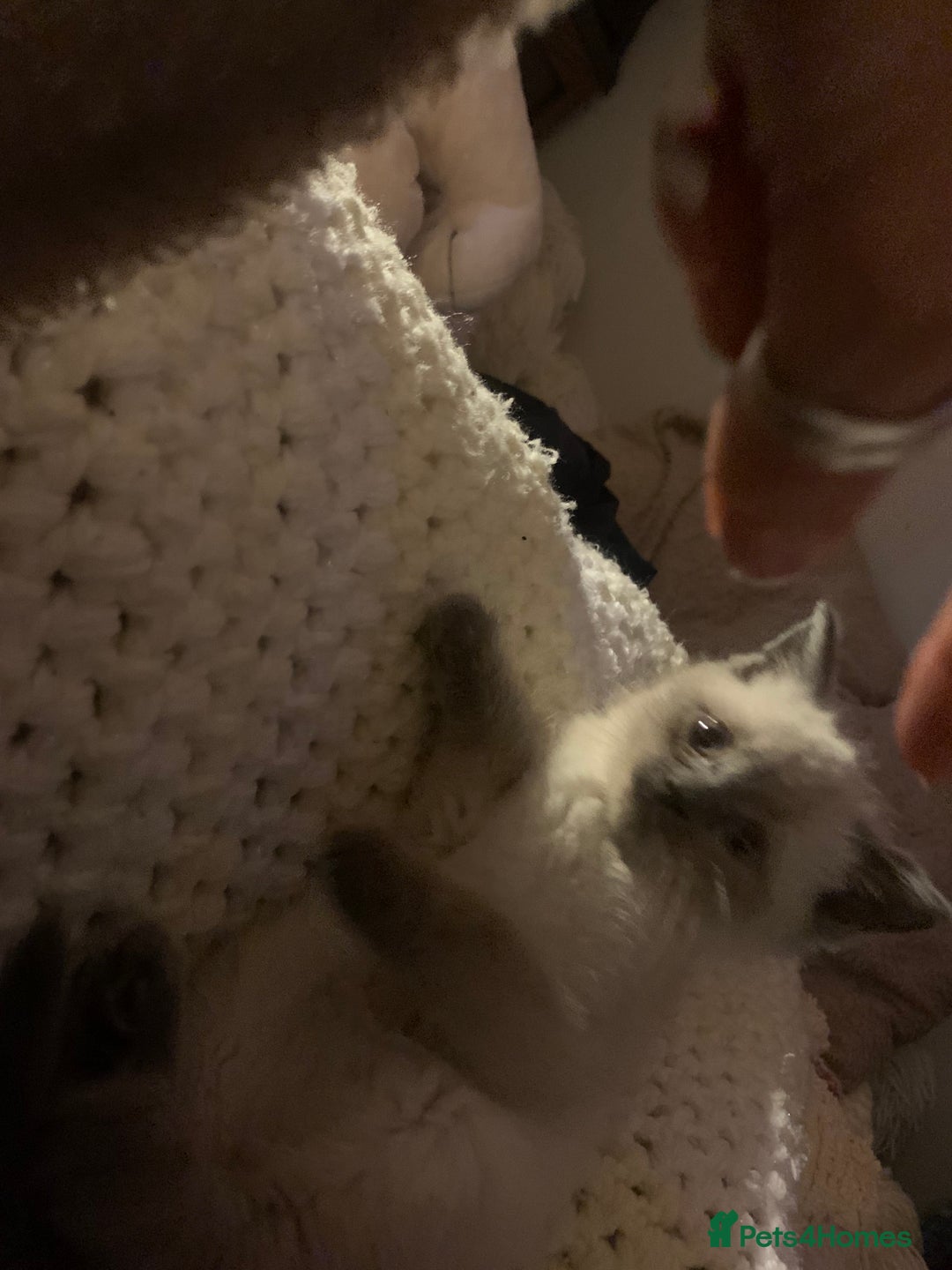 Persian cats for sale: cute 9wk old adorable bundle of joy Persian kitten - Advert 6