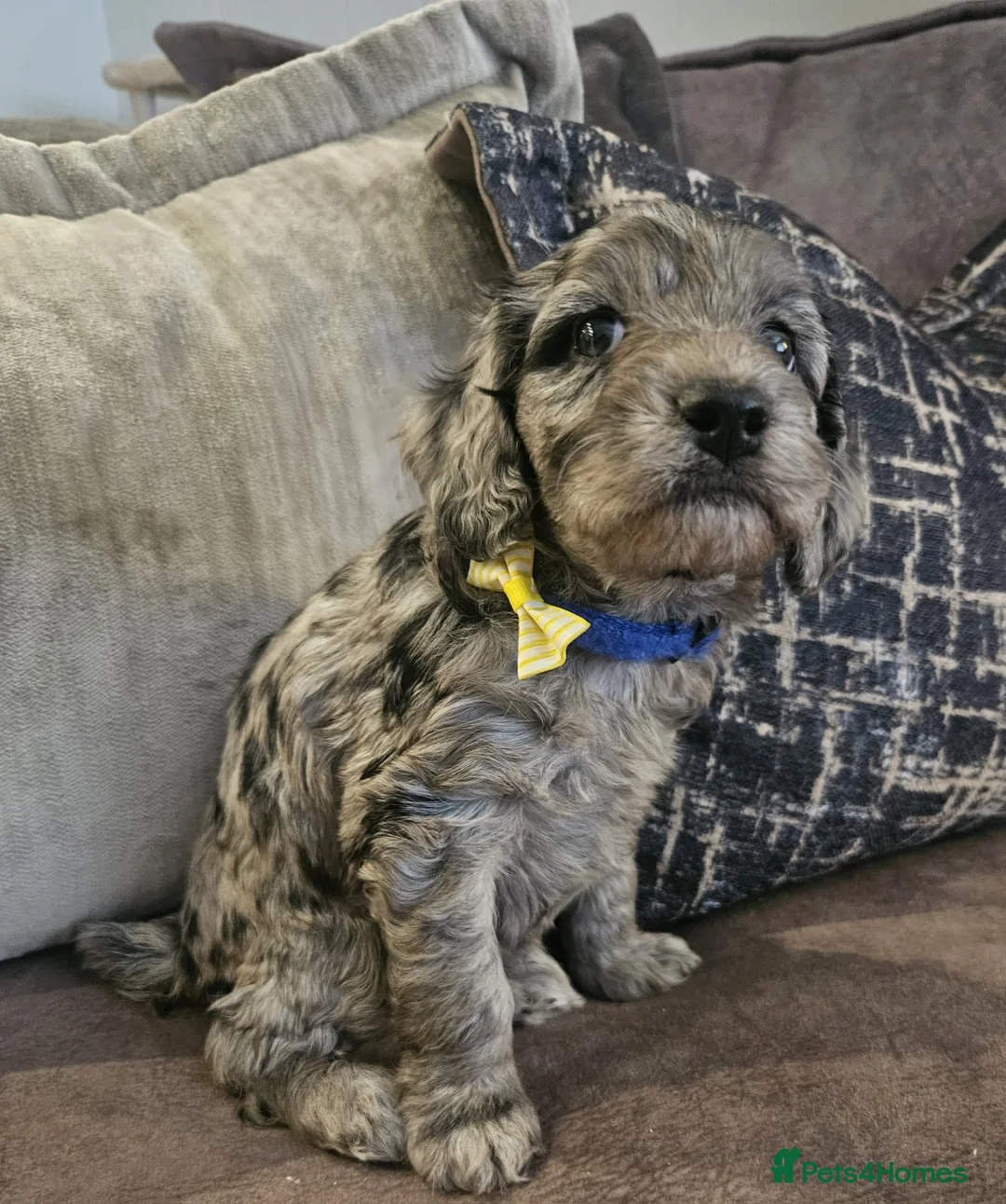 Cockapoo dogs for sale: Stunning cockapoo🖤🖤 - Advert 5