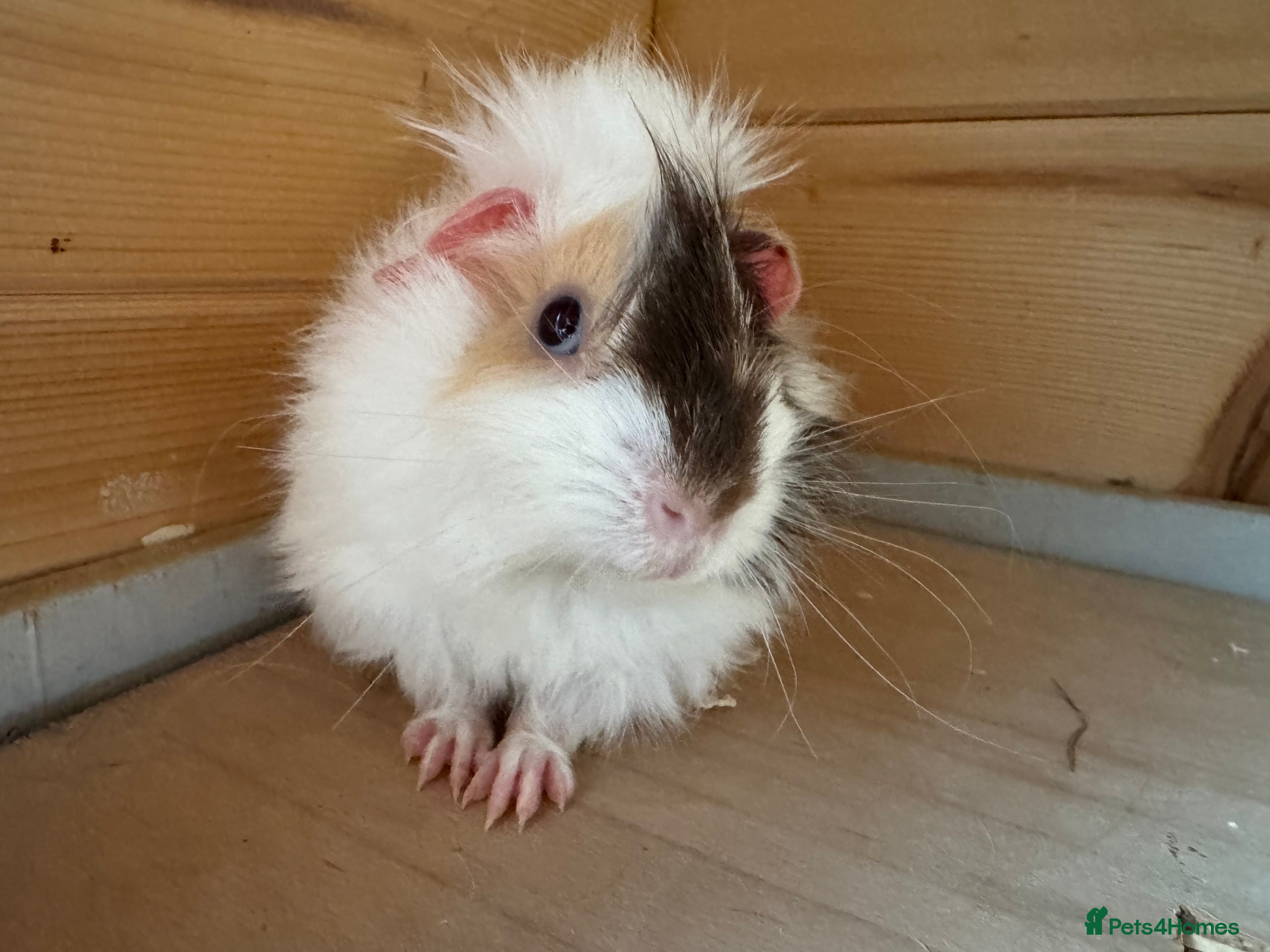 Guinea Pig rodents Guinea pigs Rex, slate, tri colour funky - Advert 23