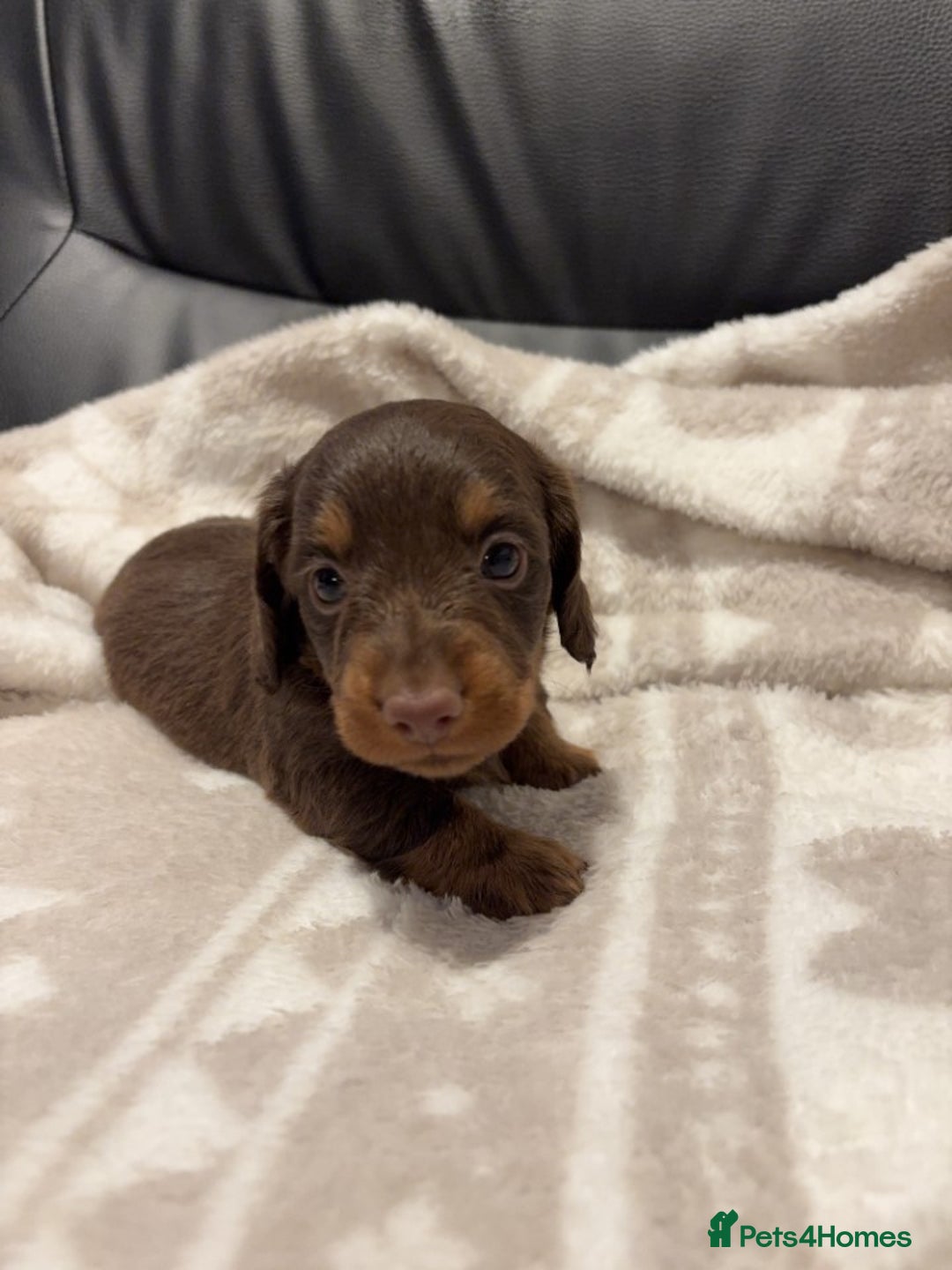 Miniature Dachshund dogs for sale: Miniature Dachshund Puppies Chocolate and Tan KC - Advert 13