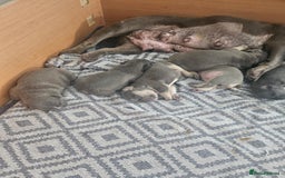 French Bulldog dogs for sale: Gorgeous frenchie pups  - Image 11