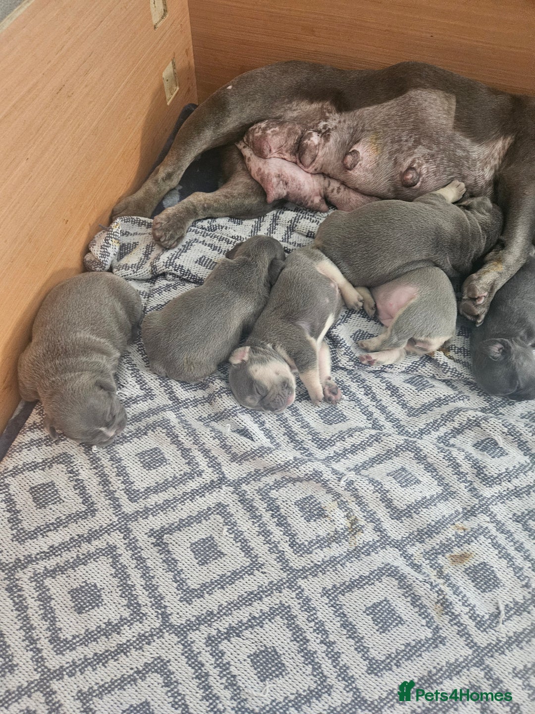 French Bulldog dogs for sale: Gorgeous frenchie pups  - Image 11
