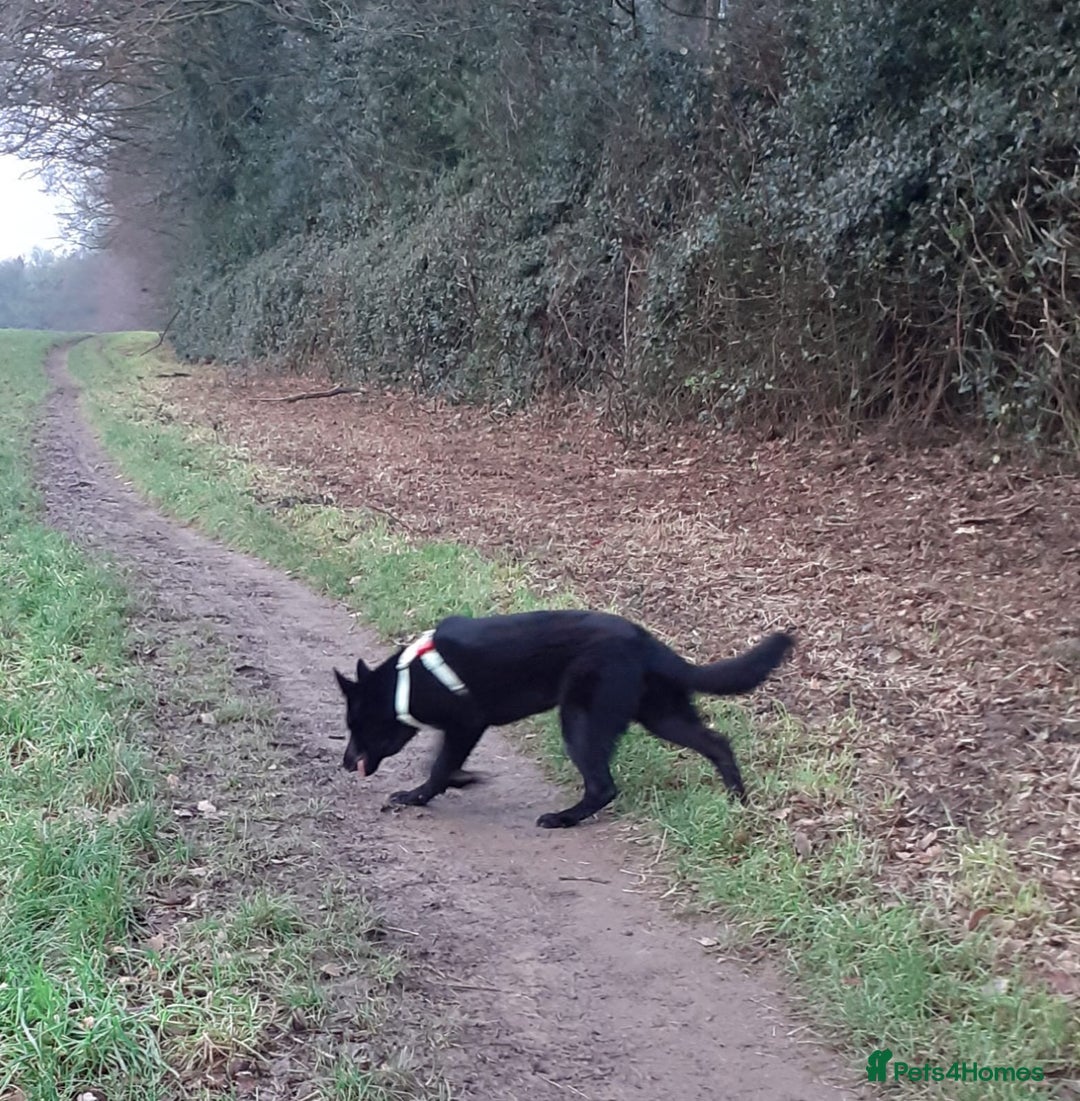 German Shepherd dogs for sale: Stormy - Advert 4