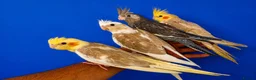 Cockatiels birds for sale: Super silly hand tamed baby cockatiels  - Advert 1