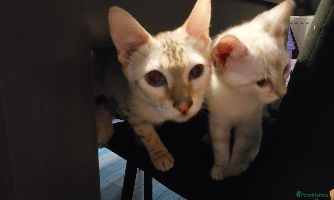 Bengal cats for sale: Snow bengal x seal point ragdoll kittens - Image 8