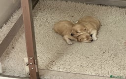 Maltipoo dogs for sale: Beautiful little girl available - Image 1