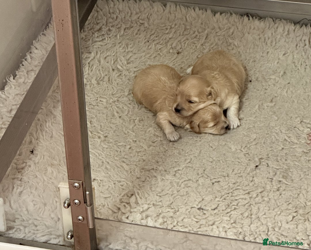 Maltipoo dogs for sale: Beautiful little girl available - Image 1