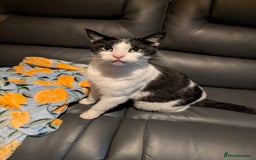 Domestic Shorthair cats for adoption: Buddy  - Advert 2