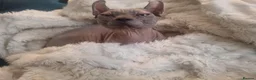 Sphynx cats for sale: Dwelf sphynx aka bully sphynx female - Advert 4