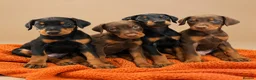 Dobermann dogs for sale: Stunning Doberman Pups Ready 10th October - Advert 1