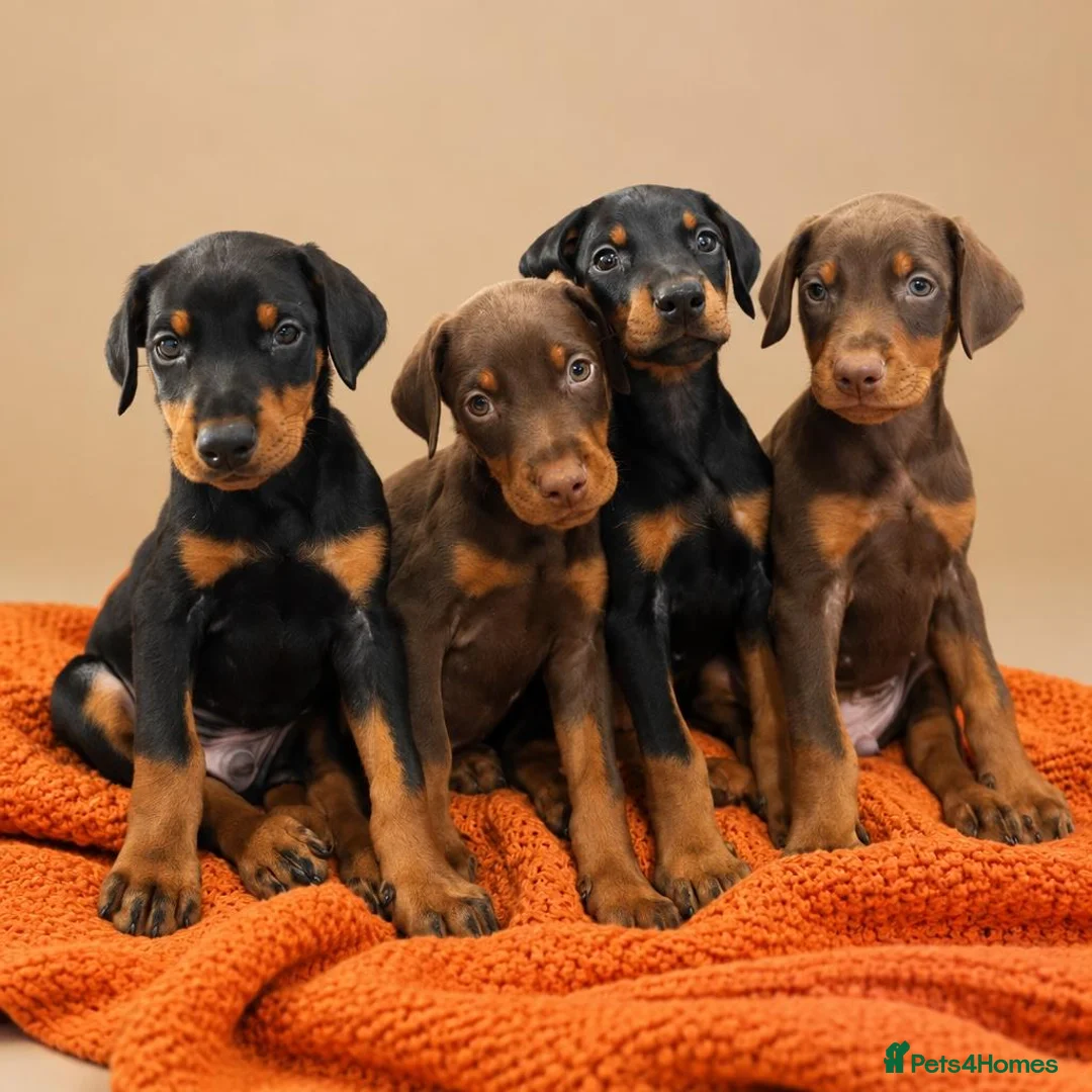 Dobermann dogs for sale: Stunning Doberman Pups Ready 10th October - Advert 1