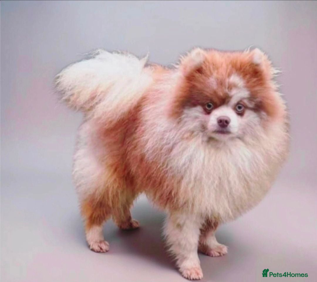 Pomeranian dogs Lilac merle pomerainian for stud - Advert 1