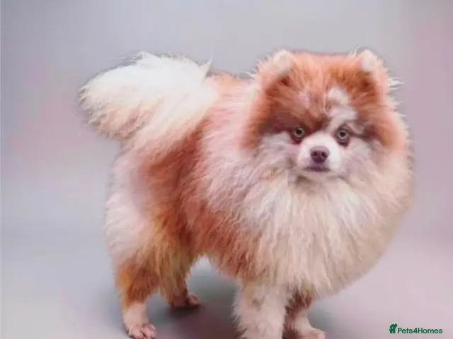 Pomeranian dogs for stud: Lilac merle pomerainian for stud - Advert 1