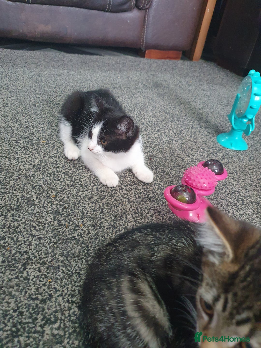 British Shorthair cats for sale: Beautiful kittens for sale  - Image 15