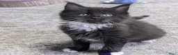 Maine Coon cats for sale: Maine on kittens in Middlewich - Advert 5