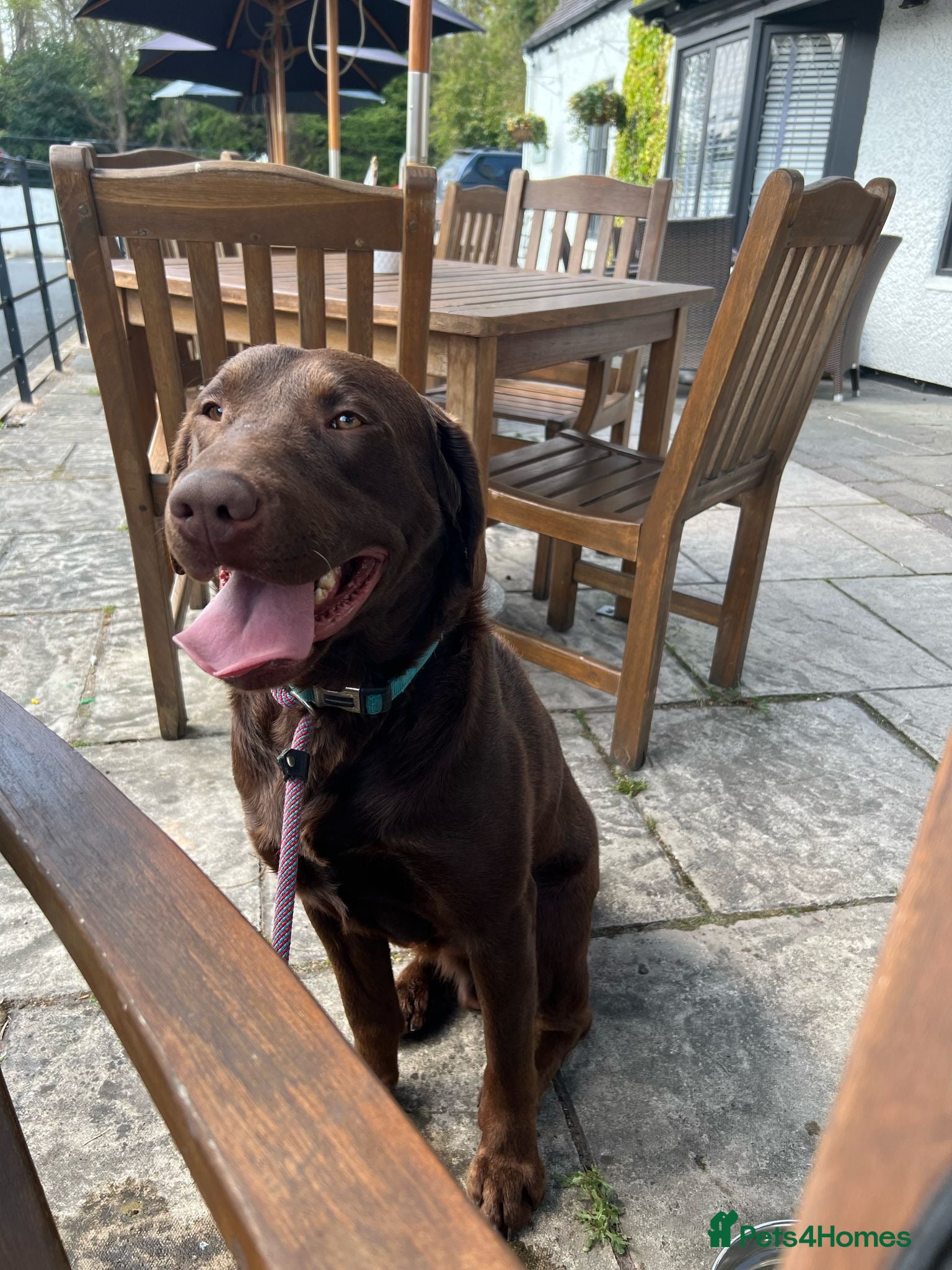 Labrador Retriever dogs KC REGISTERED LABRADOR STUD  - Advert 1